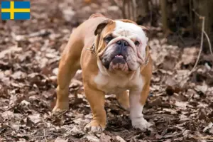 Read more about the article Criadores de Bulldog Inglês e cachorros na Suécia