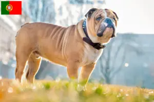 Read more about the article Criadores de Bulldog Inglês e cachorros em Portugal