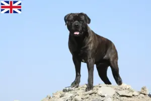Read more about the article Criadores de Bullmastiff e cachorros na Grã-Bretanha