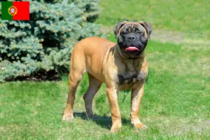 Read more about the article Criadores de Bullmastiff e cachorros em Portugal