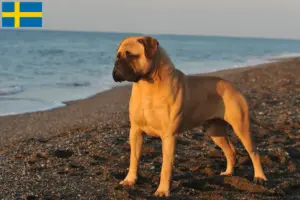 Read more about the article Criadores de Bullmastiff e cachorros na Suécia