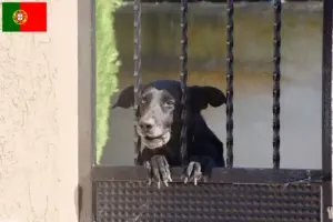 Read more about the article Ca de Bestiar criadores e cachorros em Portugal