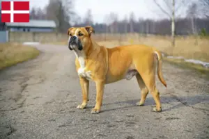 Read more about the article Ca de Bou criadores e cachorros na Dinamarca