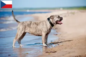 Read more about the article Criadores de Ca de Bou e cachorros na República Checa