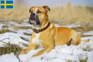 Read more about the article Criadores de Ca de Bou e cachorros na Suécia