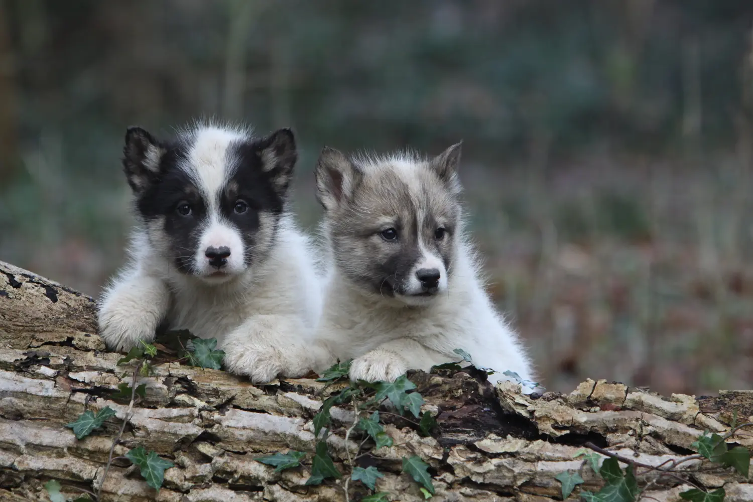 Comprar um cachorro da Gronelândia significa assumir a responsabilidade! Comprar cachorros para cães da Gronelândia.