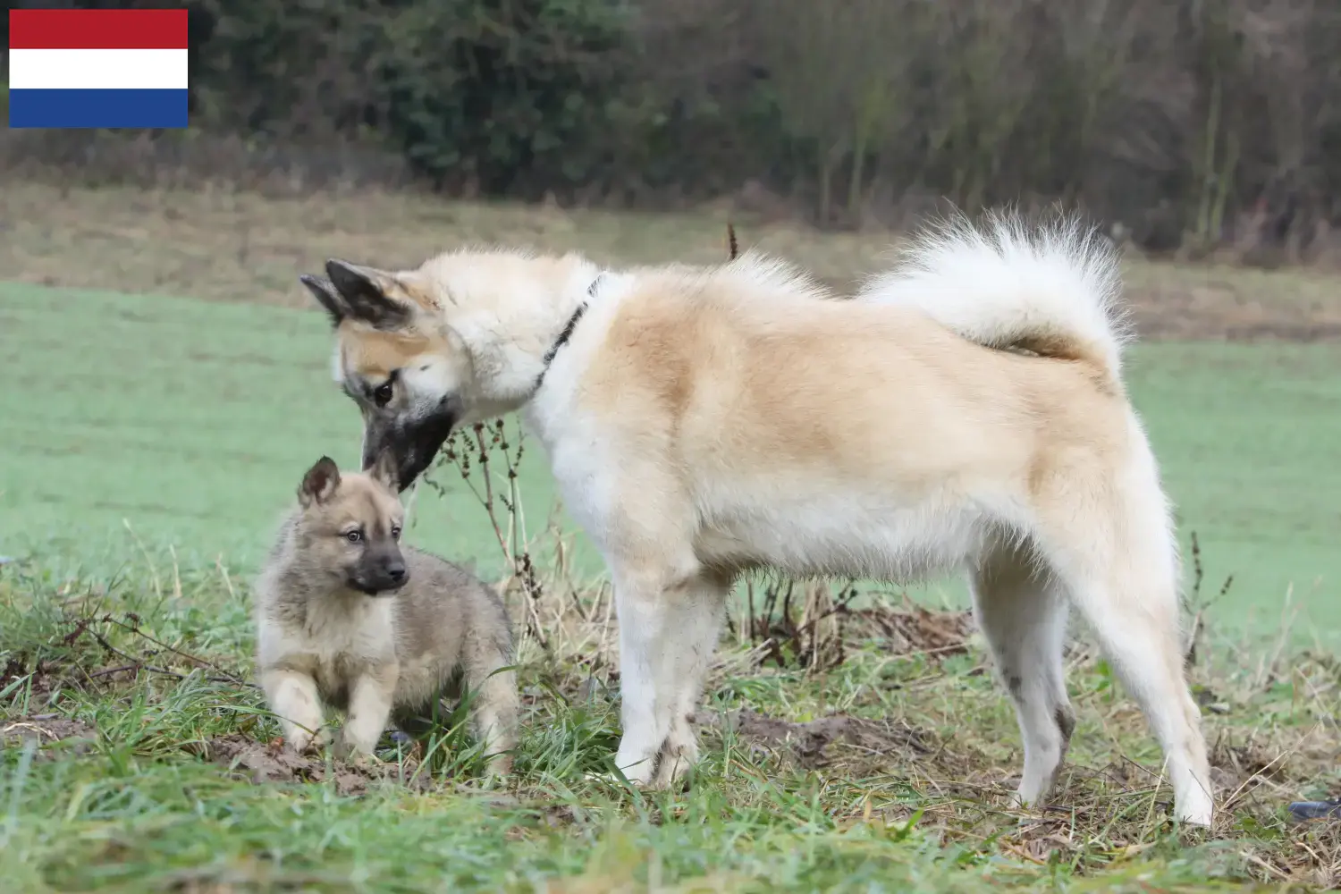Read more about the article Criadores de cães da Gronelândia e cachorros nos Países Baixos
