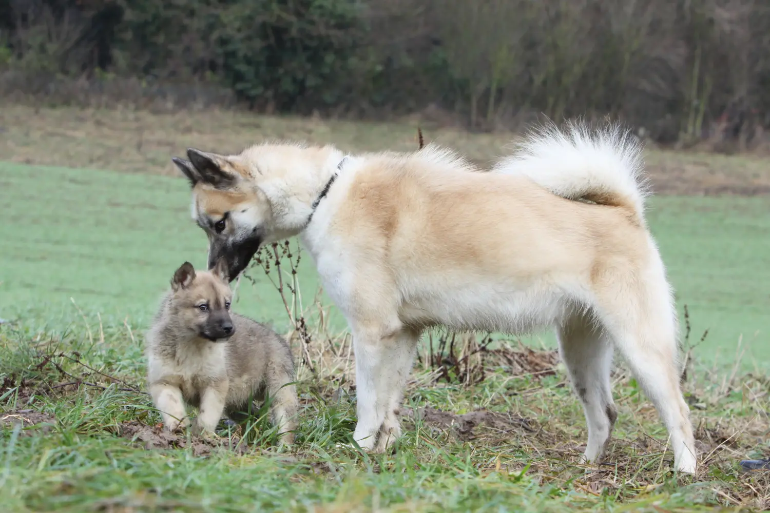 Comprar um cachorro da Gronelândia significa assumir a responsabilidade! Comprar cachorros para cães da Gronelândia.