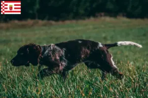Read more about the article Criadores de cães de guarda alemães e cachorros em Bremen