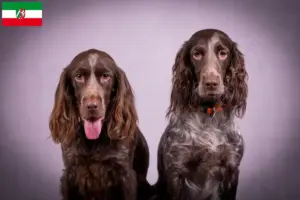 Read more about the article Criadores de cães de guarda alemães e cachorros na Renânia do Norte-Vestefália