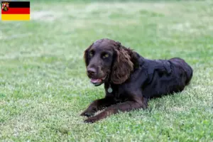 Read more about the article Criadores de cães de guarda alemães e cachorros na Renânia-Palatinado