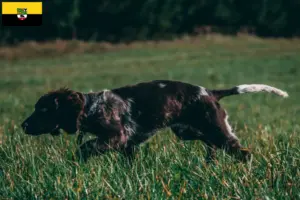 Read more about the article Criadores de cães de guarda alemães e cachorros em Saxónia-Anhalt