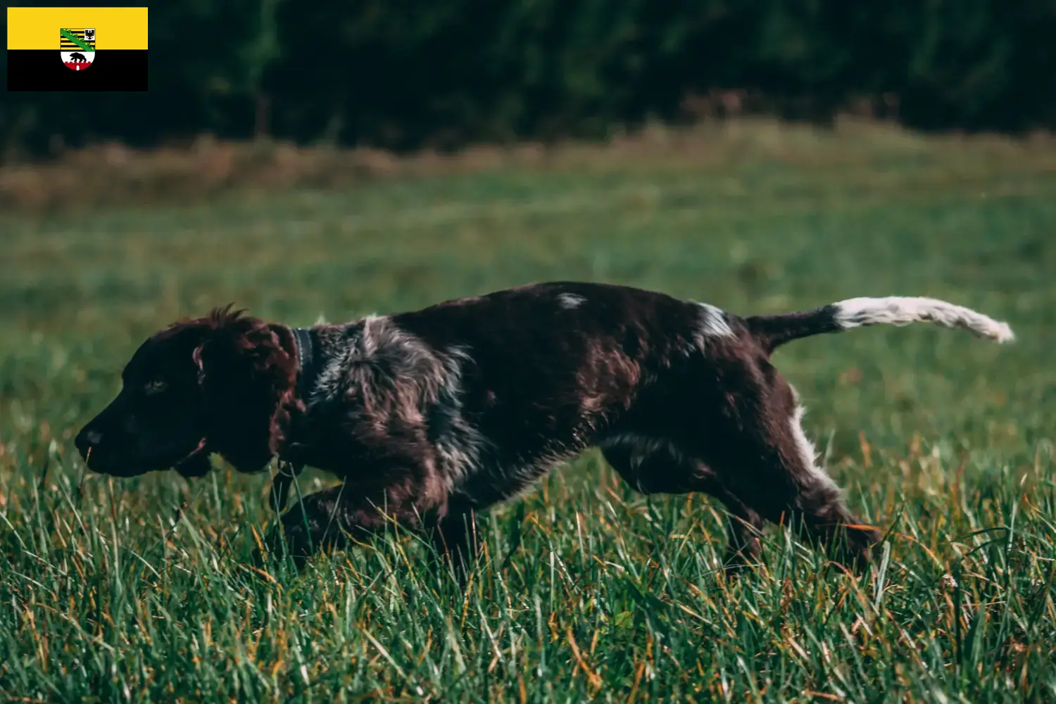 Read more about the article Criadores de cães de guarda alemães e cachorros em Saxónia-Anhalt