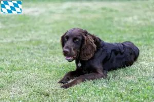 Read more about the article Criadores de cães de guarda alemães e cachorros na Baviera