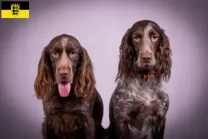 Read more about the article Criadores de cães de guarda alemães e cachorros em Baden-Württemberg