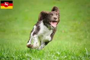 Read more about the article Criadores de cães de guarda alemães e cachorros na Baixa Saxónia