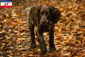 Read more about the article Criadores de cães de guarda alemães e cachorros em Mecklenburg-Vorpommern