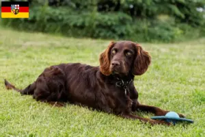 Read more about the article Criadores de cães de guarda alemães e cachorros em Saarland