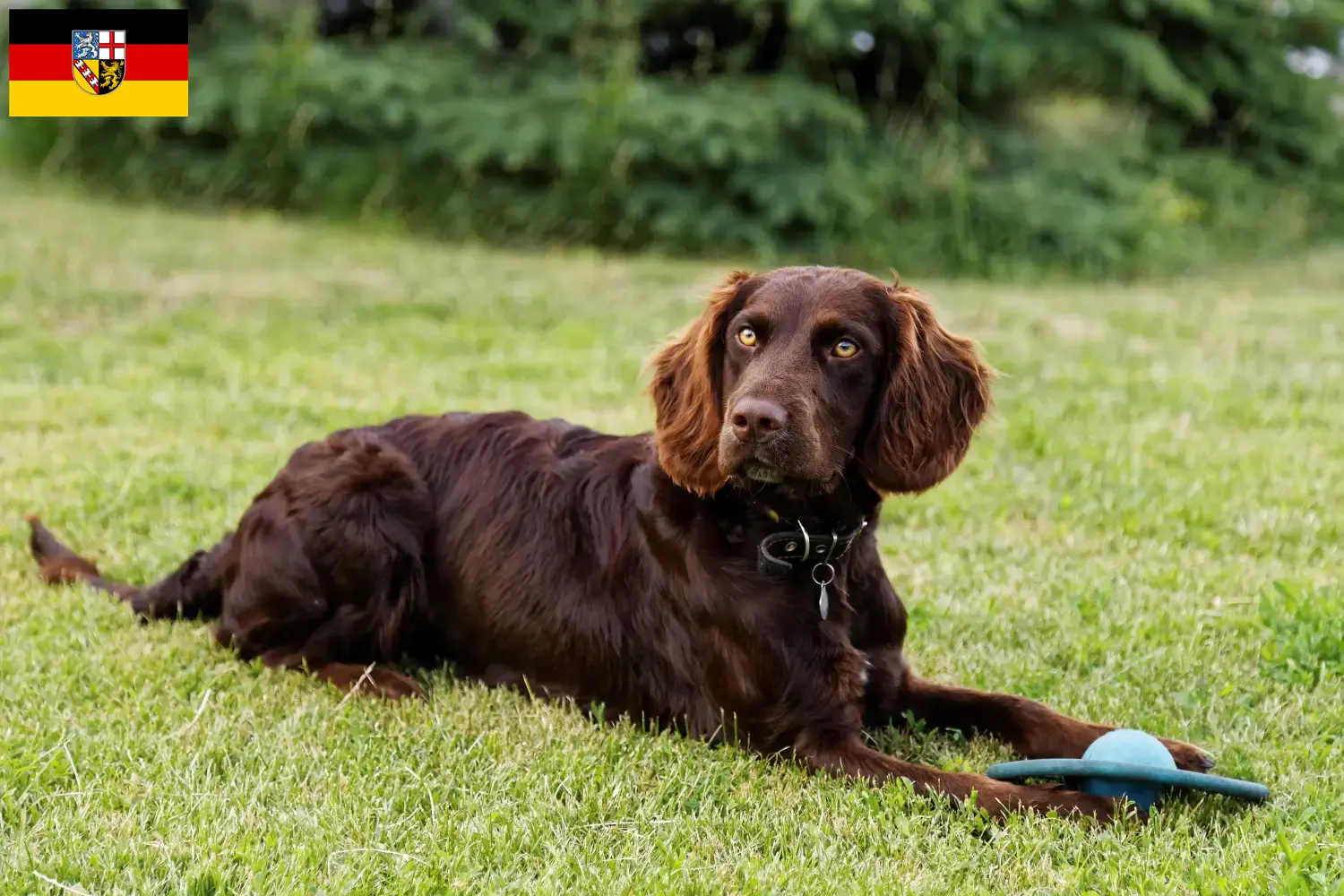 Read more about the article Criadores de cães de guarda alemães e cachorros em Saarland
