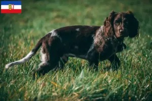 Read more about the article Criadores de cães de guarda alemães e cachorros em Schleswig-Holstein