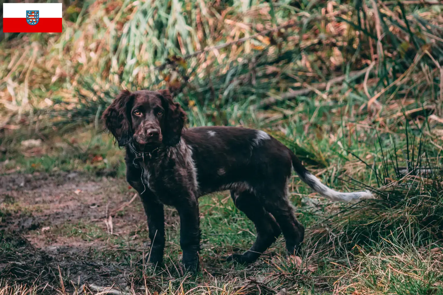 Read more about the article Criadores de cães de guarda alemães e cachorros na Turíngia