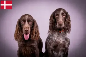 Read more about the article Criadores de cães de guarda alemães e cachorros na Dinamarca