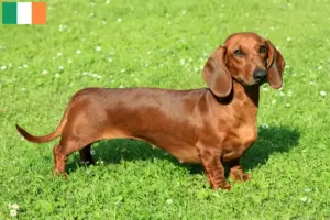 Read more about the article Criadores de Teckel e cachorros na Irlanda