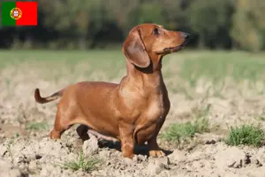 Read more about the article Criadores de Teckel e cachorros em Portugal