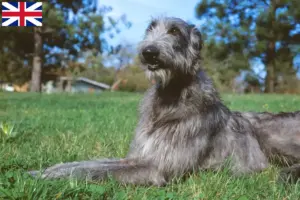 Read more about the article Criadores de Deerhound e cachorros na Grã-Bretanha