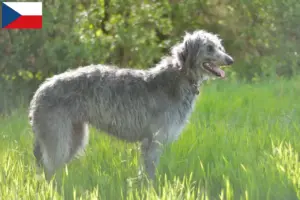 Read more about the article Criadores de cervos e cachorros na República Checa