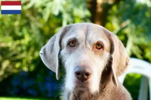 Read more about the article Criadores e cachorros de Barba de Pelo Cerdoso Eslovaca nos Países Baixos