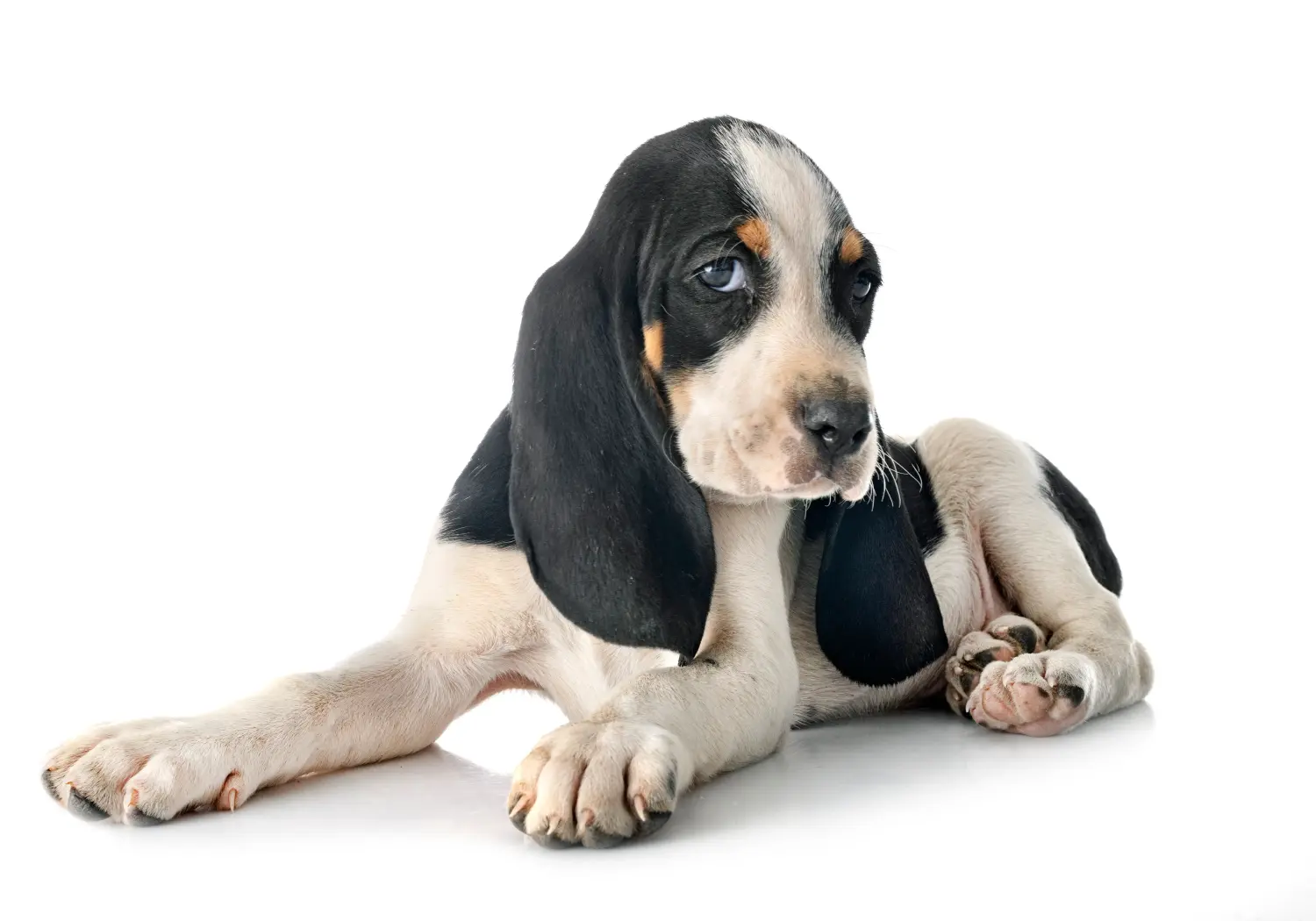 Comprar um cachorro de Swiss hound significa assumir a responsabilidade! Comprar cachorros Swiss hound.