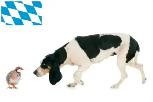 Read more about the article Criadores de cães de caça suíços e cachorros na Baviera