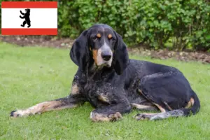 Read more about the article Criadores de cães de caça suíços e cachorros em Berlim