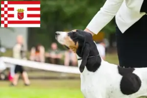 Read more about the article Criadores de cães de caça suíços e cachorros em Bremen