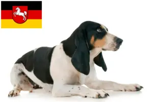 Read more about the article Criadores de cães de caça suíços e cachorros na Baixa Saxónia