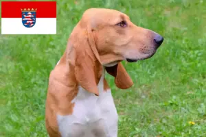 Read more about the article Criadores de cães de caça suíços e cachorros em Hesse
