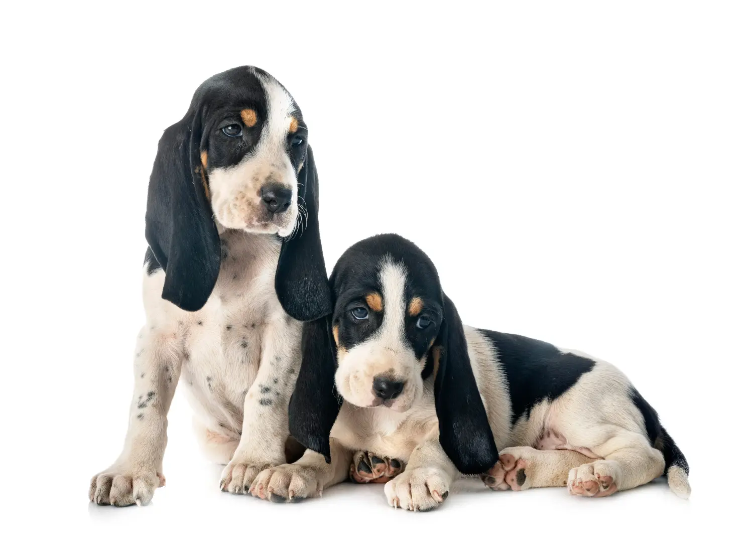 Comprar um cachorro de Swiss hound significa assumir a responsabilidade! Comprar cachorros Swiss hound.