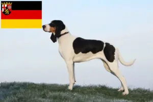 Read more about the article Criadores de cães de caça suíços e cachorros na Renânia-Palatinado
