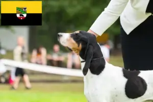 Read more about the article Criadores de cães de caça suíços e cachorros em Saxónia-Anhalt