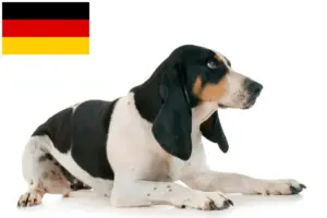 Read more about the article Criadores de cães de caça suíços e cachorros na Alemanha