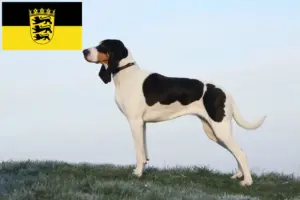 Read more about the article Criadores de cães de caça suíços e cachorros em Baden-Württemberg