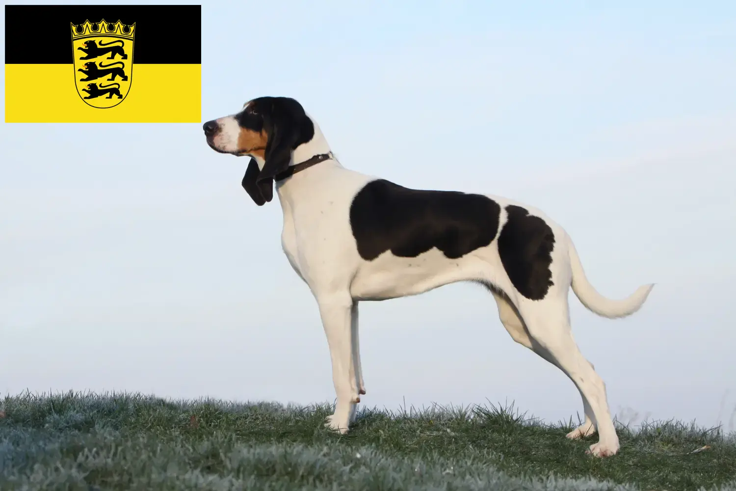 Cachorros e criadores de cães de caça suíços Baden-Württemberg Aqui pode encontrar criadores de cães de montanha suíços em Baden-Württemberg.