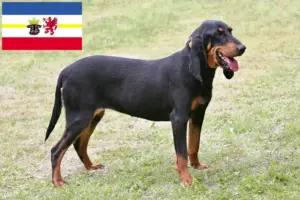 Read more about the article Criadores de cães de caça suíços e cachorros em Mecklenburg-Vorpommern