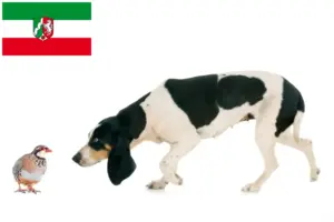 Read more about the article Criadores de cães de caça suíços e cachorros na Renânia do Norte-Vestefália