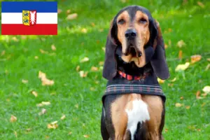 Read more about the article Criadores de cães de caça suíços e cachorros em Schleswig-Holstein
