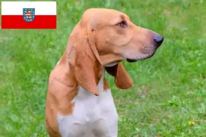 Read more about the article Criadores de cães de caça suíços e cachorros na Turíngia