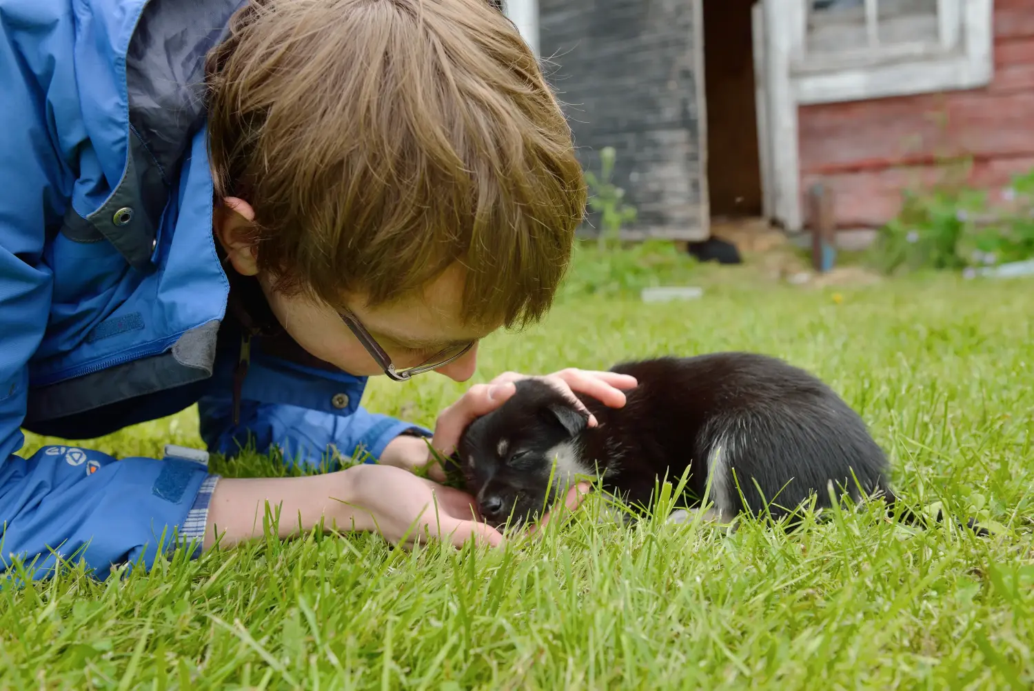Comprar um cachorro de rena da Lapónia significa assumir a responsabilidade! Comprar cachorros de cães renas da Lapónia.