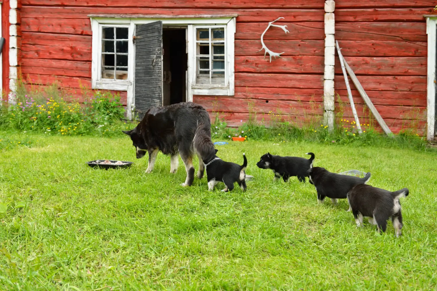 Comprar um cachorro de rena da Lapónia significa assumir a responsabilidade! Comprar cachorros de cães renas da Lapónia.