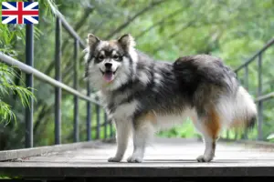 Read more about the article Criadores de Lapphund finlandês e cachorros na Grã-Bretanha